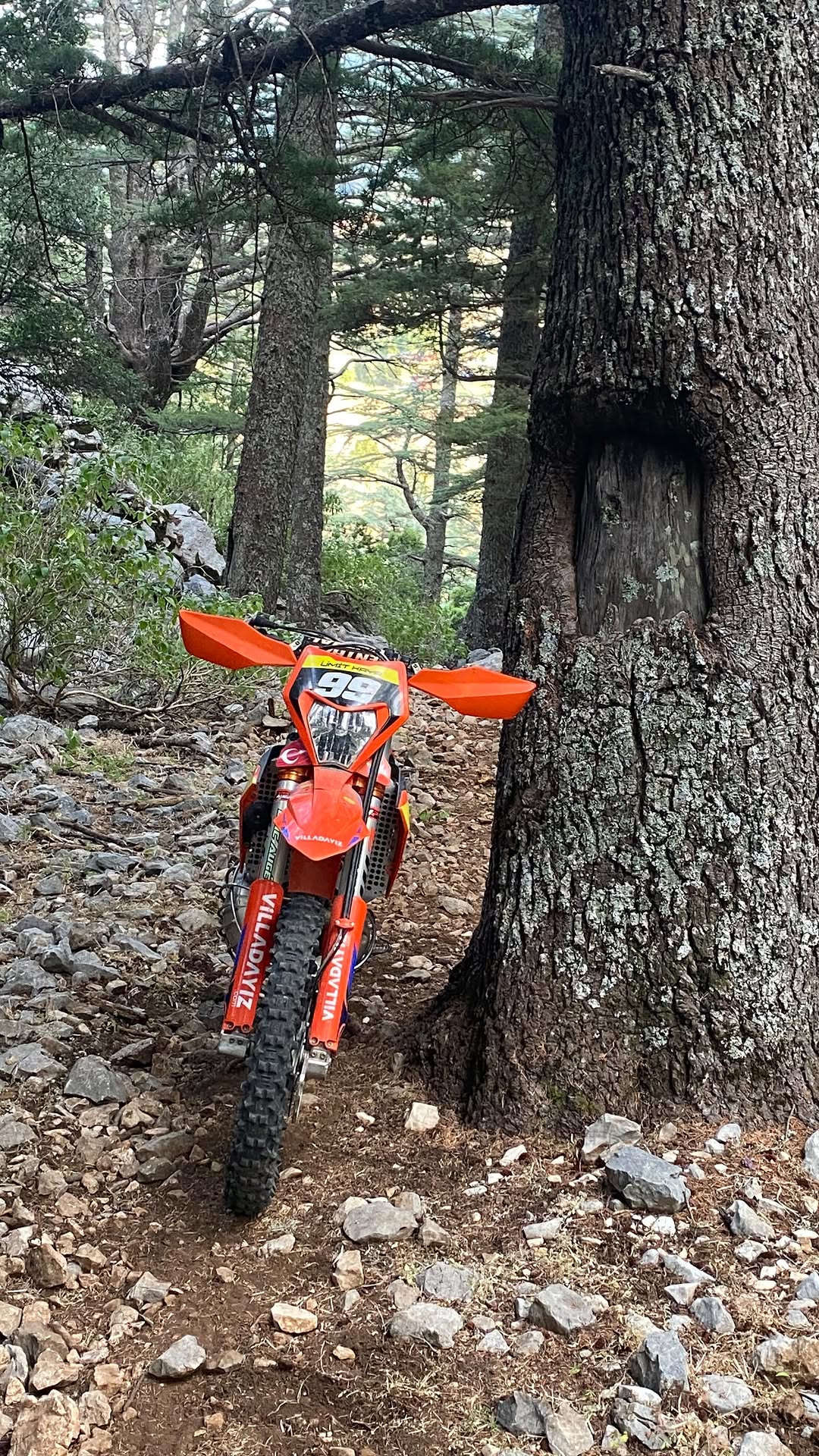 Enduro bike beside a large forest tree